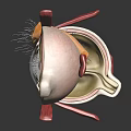 modern eye structure human eye structure eyeball 3d model