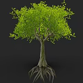 Tall Tree With Exposed Roots And Lush Green Leaves In Natural Scene