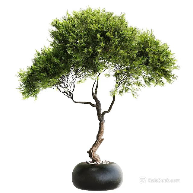 Bonsai Tree With Curved Trunk And Lush Green Leaves In Black Pot With Pebbles 3d model 