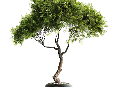 Bonsai Tree With Curved Trunk And Lush Green Leaves In Black Pot With Pebbles 3d model
