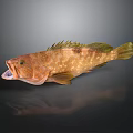 Brown Spotted Fish With Open Mouth And Yellow Fins On Dark Background