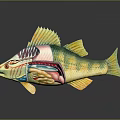 Colorful Aquatic Fish Anatomical Structure Displaying Internal Organs And Educational Details