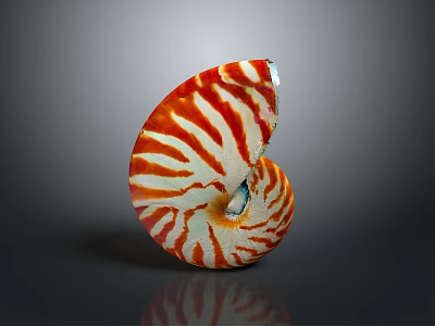 Nautilus Shell Featuring Spiral Red and White Stripes Against Dark Background 3d model