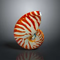 Nautilus Shell Featuring Spiral Red and White Stripes Against Dark Background 3d model