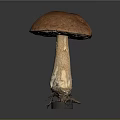 Fresh Wild Mushroom With Orange Spotted Cap And Brown Stalk Root Base