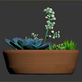 Colorful Succulent Plants in Terracotta Pot with Blue Green Leaves and White Flowers