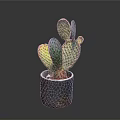 Colorful Iridescent Cactus Plant In Textured Pot With Spotted Pads And Shiny Surface