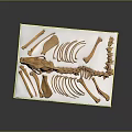 Animal Skeleton Anatomy Showing Skull Ribs Spine and Limb Bones on White Mat