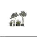 Bonsai Potted Plants With Lush Tall Grass White Textured Branches And Fresh Green Leaves