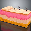 Detailed Anatomical Skin Structure Model With Colorful Layers And Hair Follicles