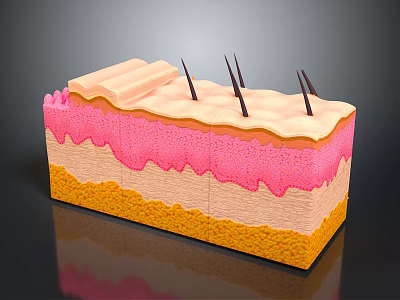 Detailed Anatomical Skin Structure Model With Colorful Layers And Hair Follicles 3d model