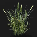Lush Green Grass With White Spikelets Growing On Black Background