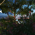 Pink and Red Flowers in Evening Garden with Green Trees Blue Sky and Sunset Glow