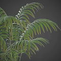 Lush Green Palm Like Shrub with Long Feathery Leaves and Slender Stems