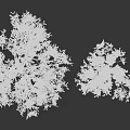Arbor Trees of Different Sizes with Green Foliage on White Background