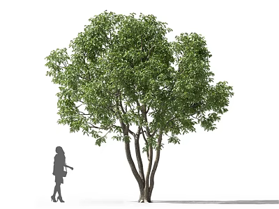 Lush Green Arbor with Multiple Trunks and Silhouette of a Person Standing Beside 3d model
