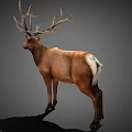 Realistic 3D Rendering Of Brown Elk With Large Antlers Standing On Gray Background
