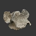 Unique Porous Coral Like Marine Structure With Natural Textured Surface