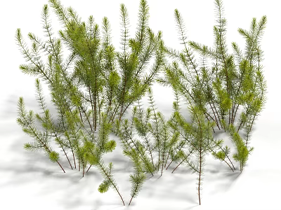 Fresh Green Aquatic Plants With Slender Stems And Vibrant Leaves In Natural Pond 3d model