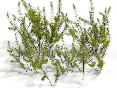 Aquatic plant Aquatic plant Aquatic plant Aquatic plant Aquatic plant Aquatic plant 3d model