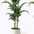 Potted Bonsai Plants With Slender Green Stems And Lush Leaves In White Pots