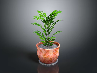 Potted Plant With Green Leaves In Terracotta Pot On Dark Background 3d model