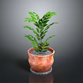 Potted Plant With Green Leaves In Terracotta Pot On Dark Background