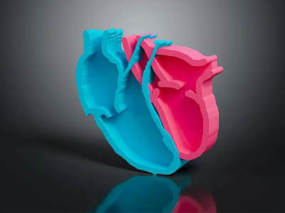 3D Heart Organ Model with Hair Like Fibers in Blue and Pink Segments 3d model