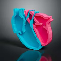 3D Heart Organ Model with Hair Like Fibers in Blue and Pink Segments