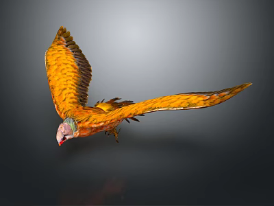 Flying Eagle with Orange Feathers and Colorful Head in Mid Flight Posture against Gray Background 3d model