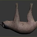 Sloth Hanging Upside Down in Natural Posture with Detailed Fur Against Dark Background