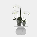 Beautiful White Orchid Potted Plant With Green Leaves In Glass Vase