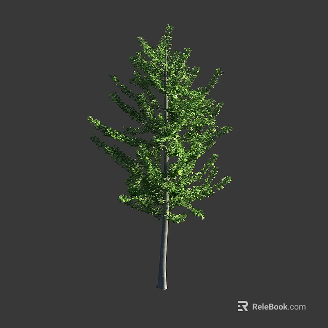 Tall Green Tree With Slender Trunk And Lush Green Leaves Against Gray Background 3d model 