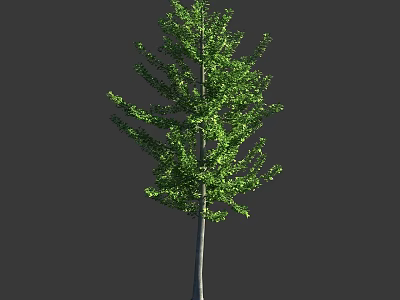 Tall Green Tree With Slender Trunk And Lush Green Leaves Against Gray Background 3d model