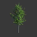 Tall Green Tree With Slender Trunk And Lush Green Leaves Against Gray Background
