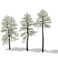 Three Tall Arbor Trees With Green Foliage And Dark Trunks On White Background