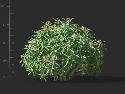Lush Green Shrub With Dense Foliage And Small White Flowers 3d model