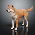 Brown And White Shiba Inu Dog Standing On Dark Background With Reflection