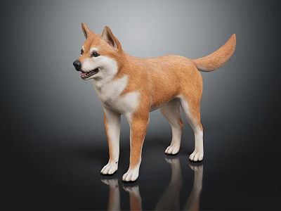Brown And White Shiba Inu Dog Standing On Dark Background With Reflection 3d model