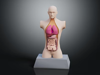 Human Torso Model with Hair Showing Internal Organs Lungs and Intestines 3d model