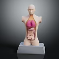 Human Torso Model with Hair Showing Internal Organs Lungs and Intestines