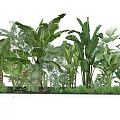 Lush Tropical Green Plants With Large Leaves And Diverse Foliage Arrangement