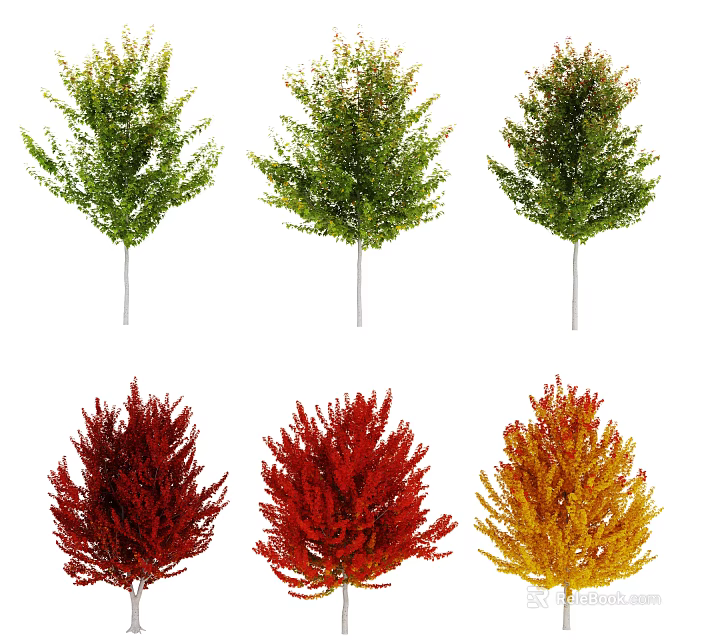 Multiple Arbor Trees With Green Red and Yellow Foliage Varieties 3d model 