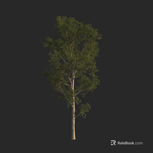 Tall Single Arbor With Lush Green Leaves Isolated On Black Background 3d model 
