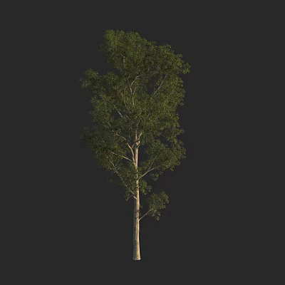 Tall Single Arbor With Lush Green Leaves Isolated On Black Background 3d model