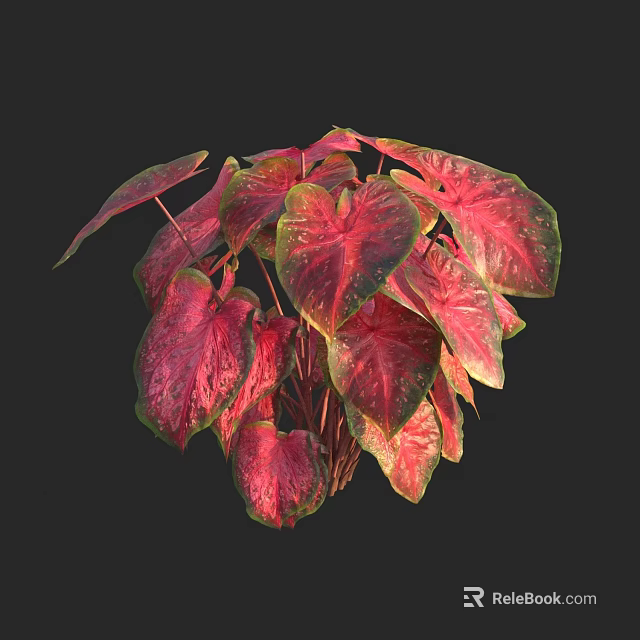Lush Indoor Foliage Plant With Heart Shaped Red And Green Variegated Leaves 3d model 