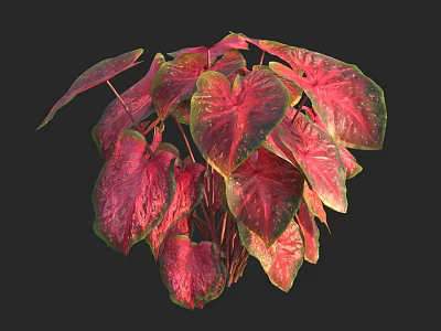 Lush Indoor Foliage Plant With Heart Shaped Red And Green Variegated Leaves 3d model