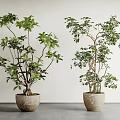 Two Bonsai Plants with Green Leaves and Slender Trunks in Clay Pots on Gray Table