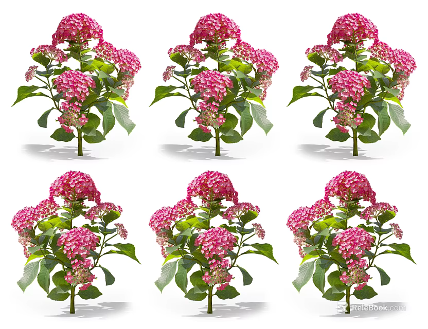 Multiple Pink Hydrangea Flowers With Green Leaves And Blooming Petals 3d model 