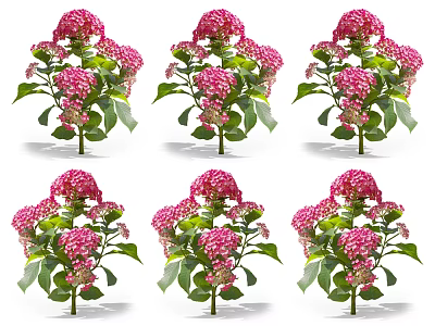 Multiple Pink Hydrangea Flowers With Green Leaves And Blooming Petals 3d model